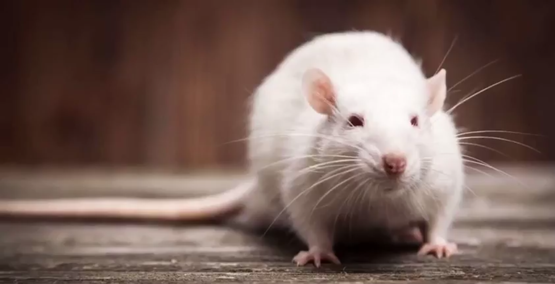 5 sentences about rat picture