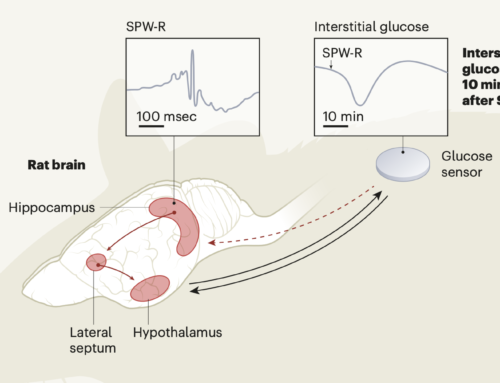 A signal to synchronize thought with metabolism
